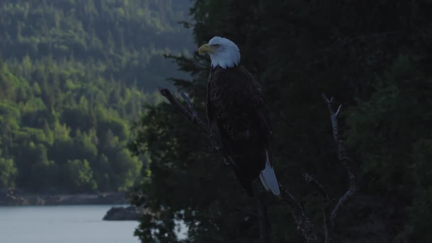 A bald eagle is perched on a bare tree branch overlooking a body of water and a forested mountain