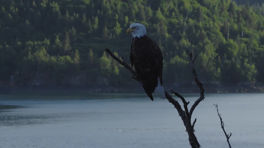 A bald eagle is perched on a bare tree branch overlooking a calm body of water with a forested mountain and a small building in the background