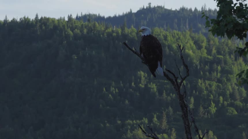 A majestic bald eagle sits perched on a bare branch overlooking a body of water and a forested mountain with a small stilt house visible below in the distance