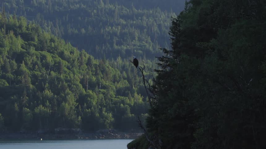 The eagle is perched on a branch over the lake