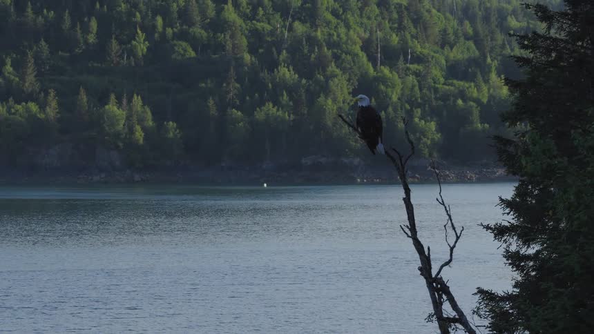 Bald eagle perched on a dry branch by a lake with forest in the background