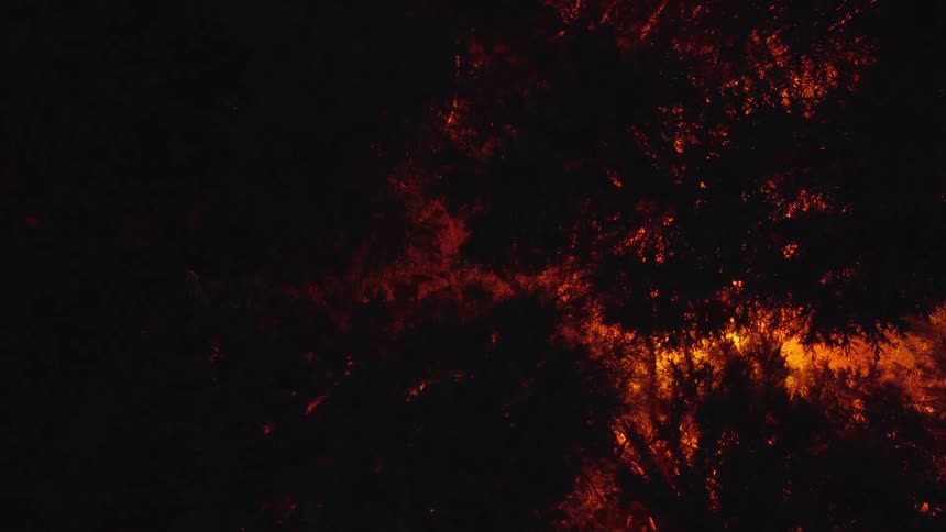 Moon shining on vegetation in a forested area