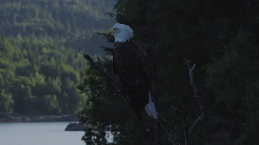 An eagle sits on a tree branch overlooking a forested mountain valley river