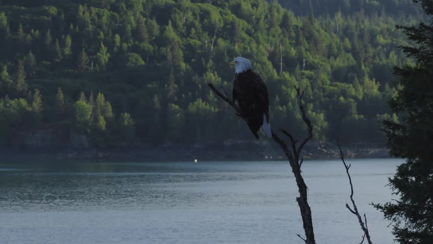 An eagle perches on a stick beside a lake watching quietly as trees surround the water under the bright midday light
