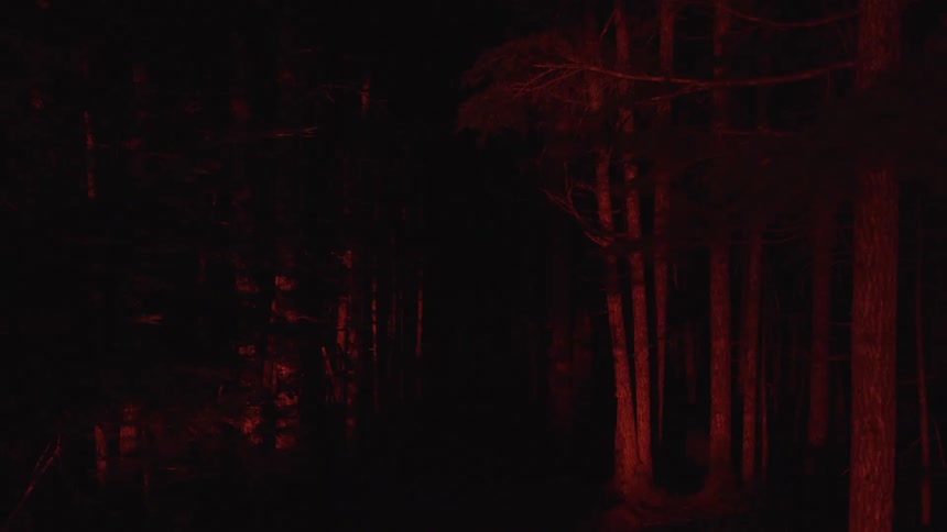 A dark pine forest is suddenly illuminated by an intense red orange glow at night