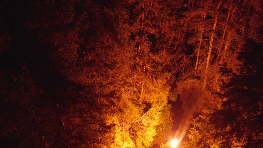 Glowing blazing orb moves through trees in the forest