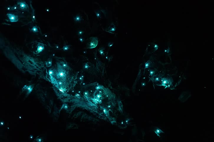 Glowworms. Some bioluminescence blue colors that are flashing