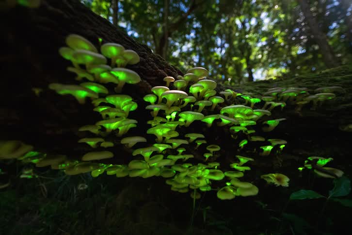 Green bioluminescent mushrooms on a fallen trunk in shaded forest