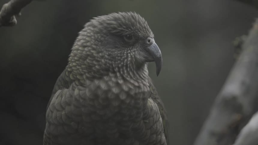 A closeup shot shows the profile of a kea parrot with its dark textured feathers as it looks around in a forest setting
