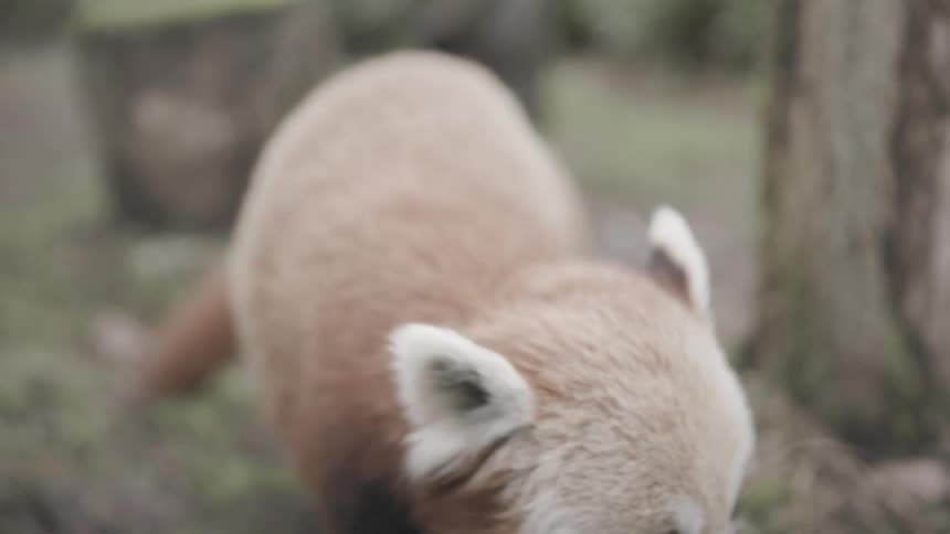 A red panda walks across the grass toward the camera before pausing to sniff a hollow wooden log on the ground