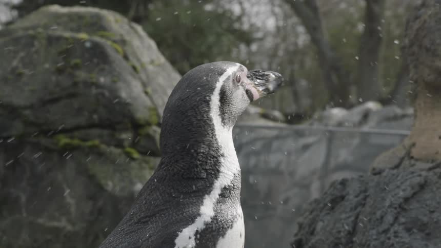 A wet penguin stands in its rocky enclosure and vigorously shakes its head sending water droplets flying into the air before it settles back into a still sideprofile pose against the grey stones and moss