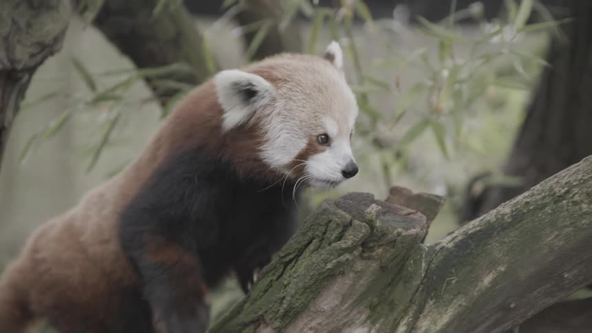 Red panda resting on a tree trunk in a wooded environment