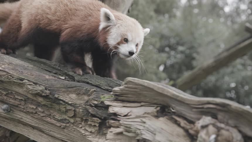 Red panda walking along a tree trunk in a wooded environment