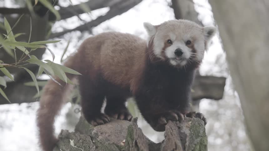 Red panda standing on a tree trunk in a wooded environment