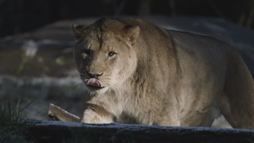 Lioness standing on snowy ground in a lowlight natural setting