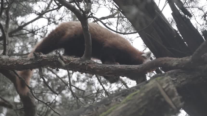 Red panda crossing a tree branch in a wooded environment