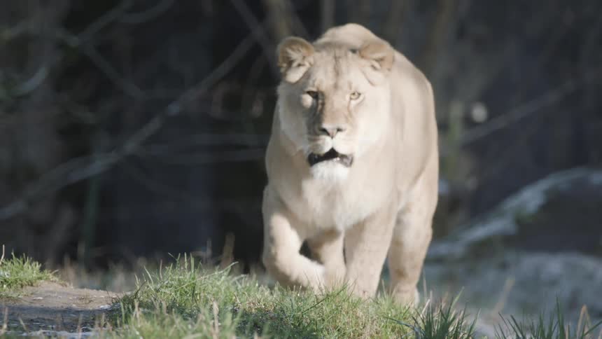 A rare white lioness walks out into the wild at midday her pale coat bright under the strong sunlight as she moves across the open land