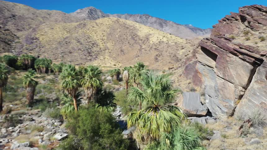Oasis vegetation with palm trees among rocks and arid mountains under clear sky