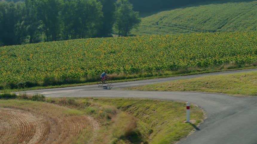 A cyclist rides up a winding country road that cuts through rolling green hills pedaling alongside a vast and vibrant field of blooming sunflowers