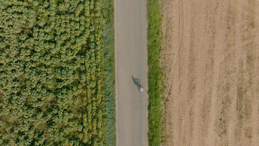 From a high overhead perspective a lone cyclist pedals down a straight road that perfectly divides a lush sunflower field from a golden harvested crop