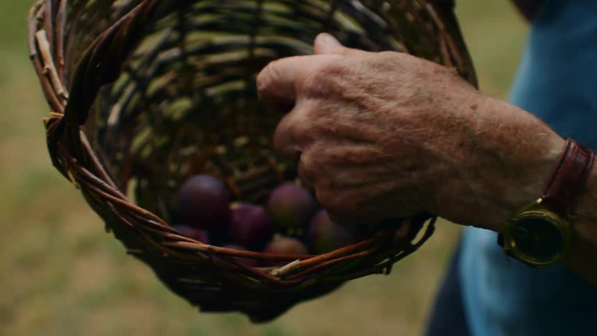 The man puts plums in the basket