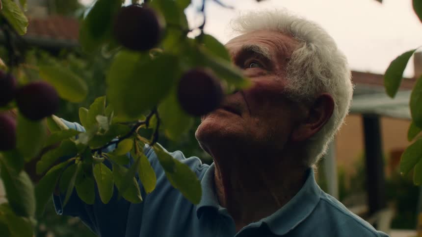 A close up shot shows an elderly man with white hair wearing a light blue polo shirt looking at fruit hanging from a tree branch