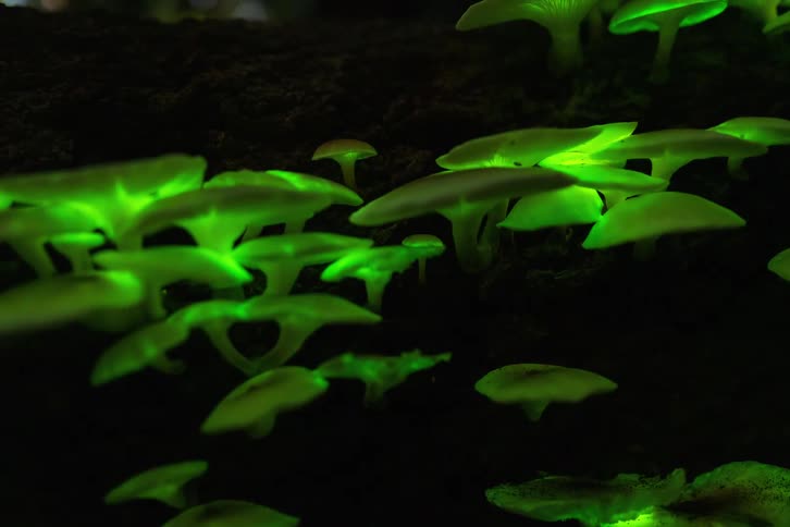Bioluminescent mushrooms glow with a vibrant green light against the dark forest floor as the camera slowly moves closer to the cluster of fungi attached to a decaying log
