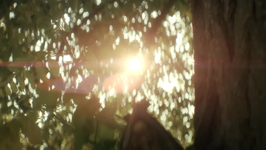 The sun shines through the leaves of a beautiful old tree