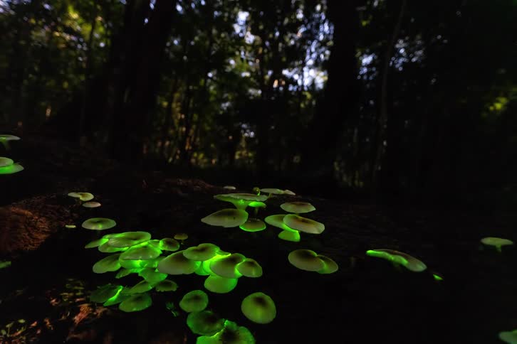 A view of some mushrooms outdoors in a forest