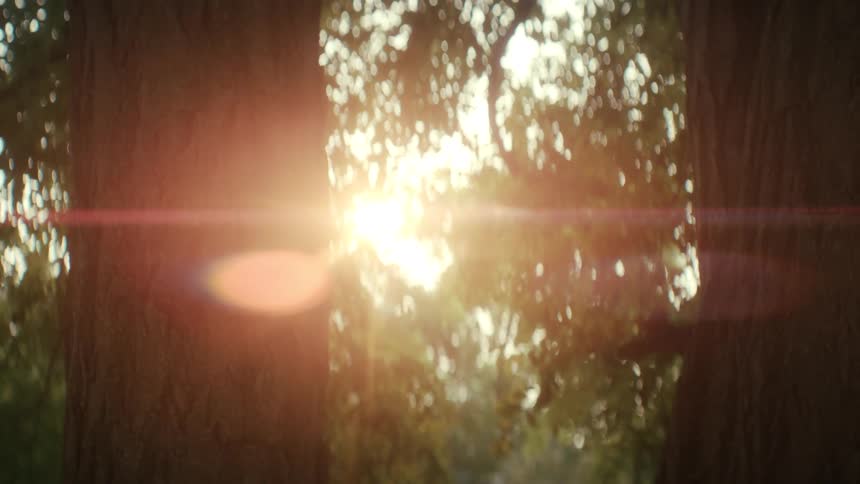 The sunlight shines through the branches of an old tree