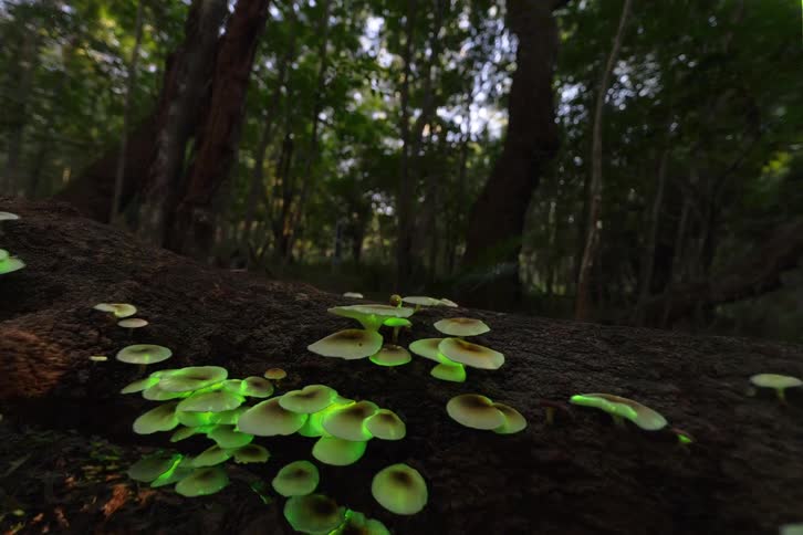 A close up shot focuses on a cluster of mushrooms growing on a fallen log in a forest as they begin to glow with a vibrant green light