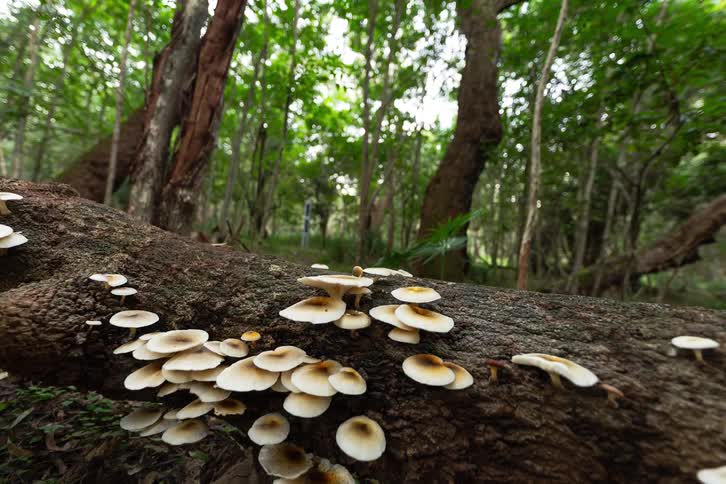 Mushrooms growing on a fallen log in a forested area surrounded by trees