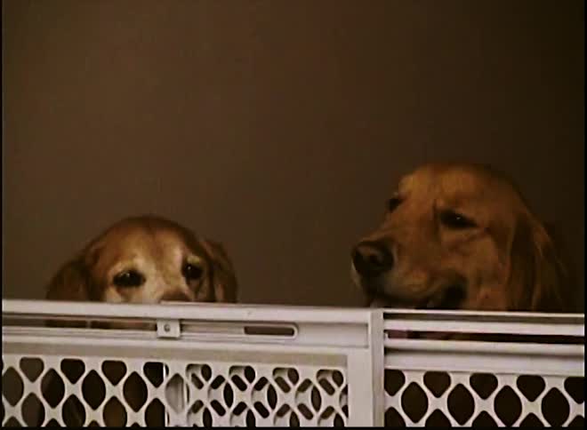 Dogs inside a white cage