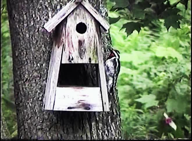 A woodpecker clings to the side of a rustic wooden birdhouse attached to a tree pecking at the wood before it suddenly takes flight into the surrounding green foliage of a dense forest