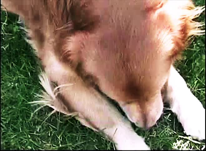 A person walks up to a golden retriever lying on the lawn at midday pauses to gently pet the dog then continues toward the nearby building under the bright sun