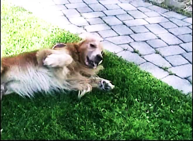 A dog playing and rolling in the grass outdoors