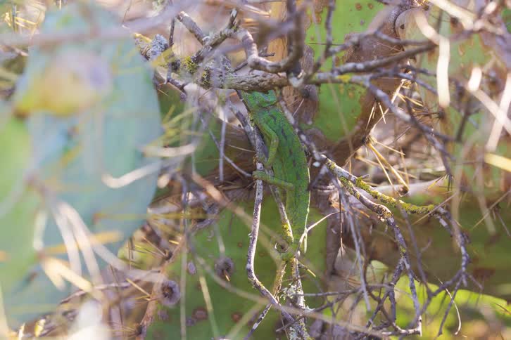 The lizard climbs up the cactus