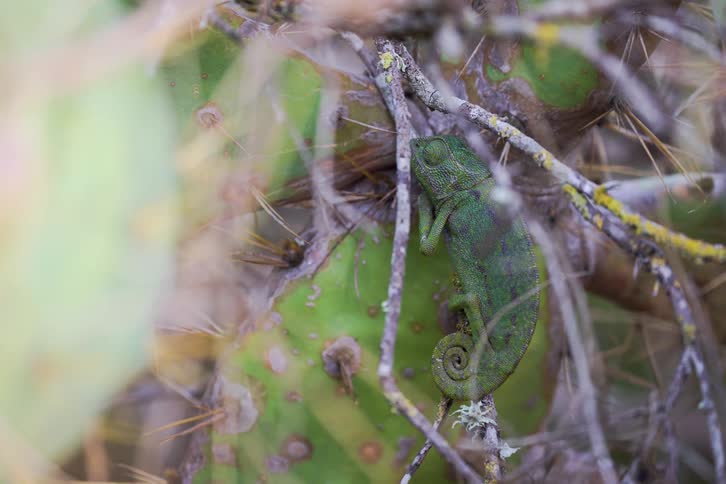 Chameleon lying on a cactus plant outdoors during day time