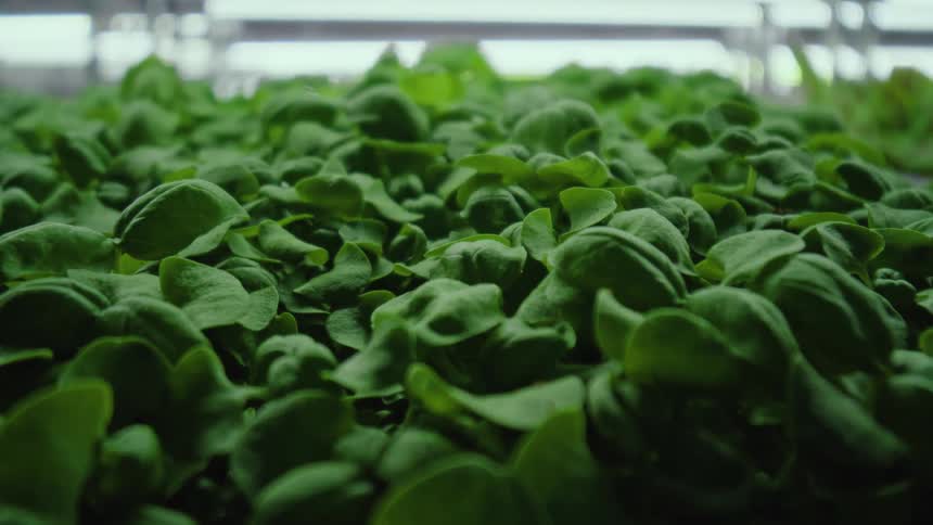 Agricultural crops grow during the daytime