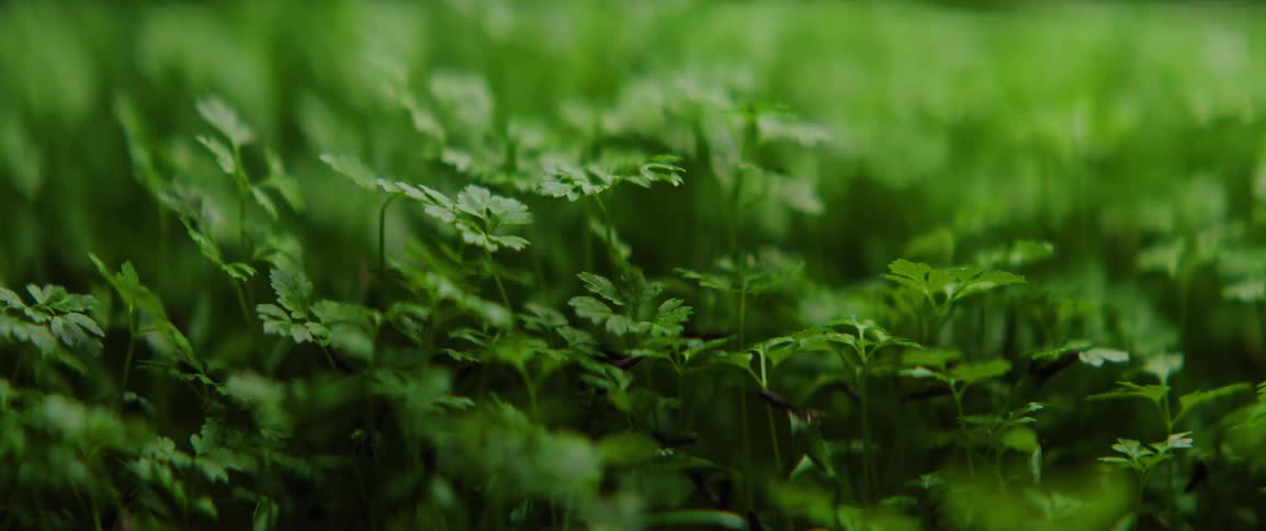 Green sprouts grow densely in a controlled cultivation environment