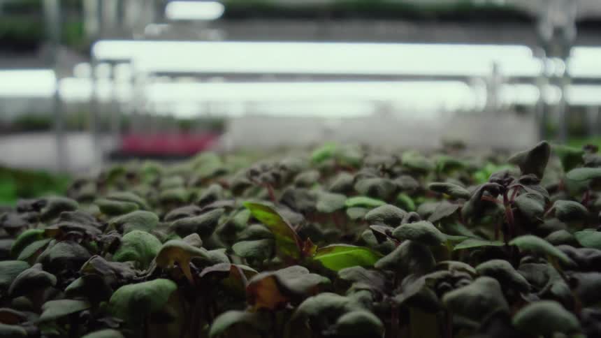 Green sprouts grow in aligned trays under artificial lighting in an indoor greenhouse