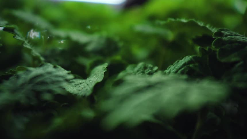 A closeup lowangle shot glides over the textured serrated edges of vibrant green leaves in a dense clusterthe soft moody lighting highlights delicate water droplets and fine hairs on the foliage creating a lush and atmospheric feel