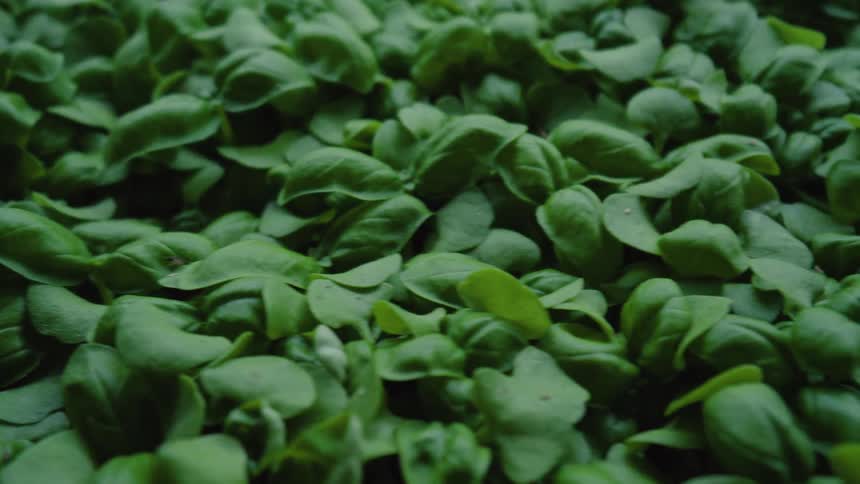 Dense green leaves of sprouts grown in a controlled environment