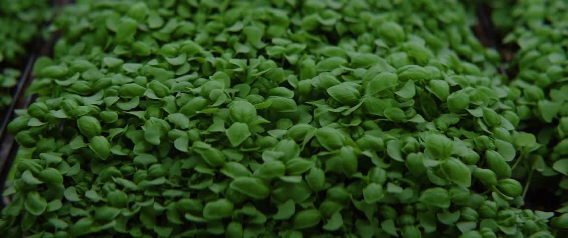 Green crops are on display