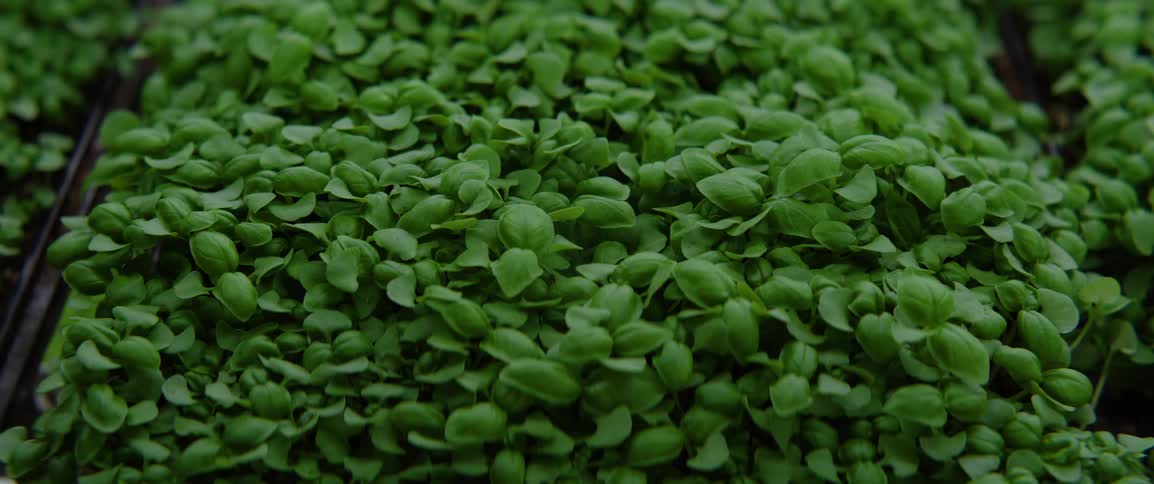 A dense carpet of vibrant green basil microgreens growing closely together in a cultivation tray