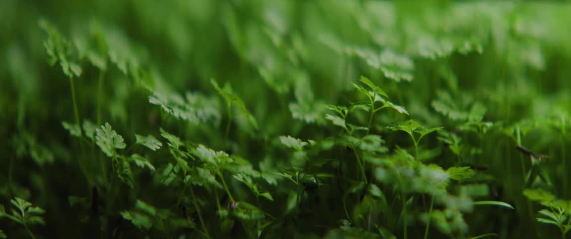 The video features a closeup lowangle shot of a lush patch of green plants likely parsley or a similar herb swaying gently in the breeze as the camera moves slowly through the dense foliage the shallow depth of field creates a soft cinematic blur