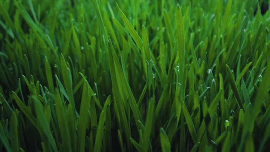 Sunlight shines on the green grass
