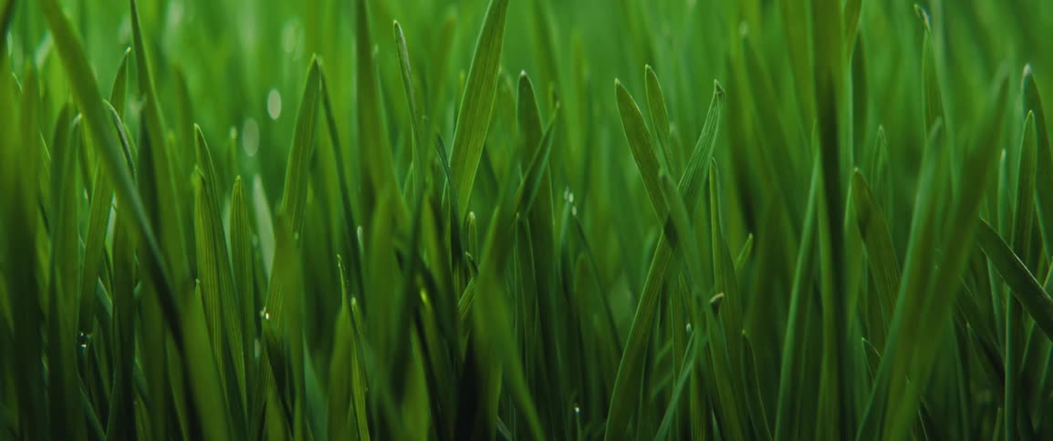 A wet green field of grass shines under the midday sun the blades look bright and fresh