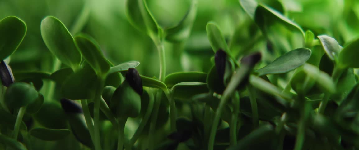 The green plants grow in the greenhouse