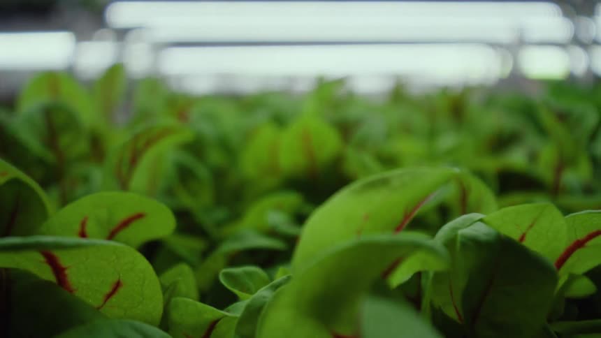 Plants with red veins grow under lights